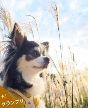 インスタグラムでペット写真「第一回 Petomoフォトコンテスト」開催　応募総数1,388点から3つの賞を決定！第二回は2月開催予定