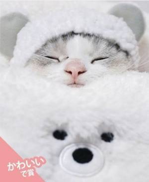 インスタグラムでペット写真「第一回 Petomoフォトコンテスト」開催　応募総数1,388点から3つの賞を決定！第二回は2月開催予定