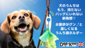 犬のフンを『持たない』『バッグに入れない』専用ホルダー【DOO-KEE】英国から初上陸。1月14日Makuakeにて登場。
