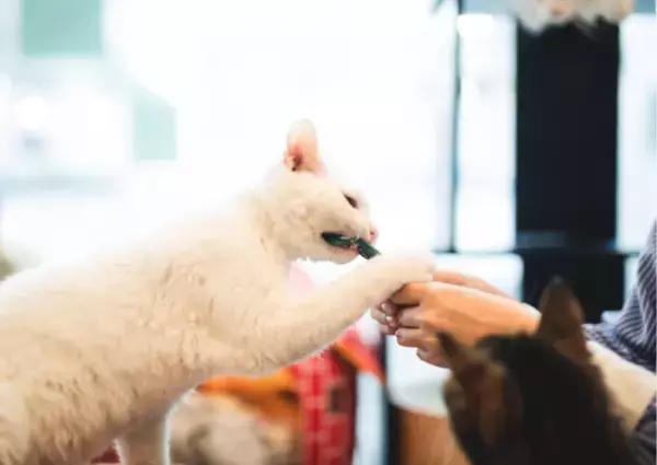 国産ユーグレナを贅沢配合　無添加で美味しい猫のおやつ　1月5日(水)ECショップ公開