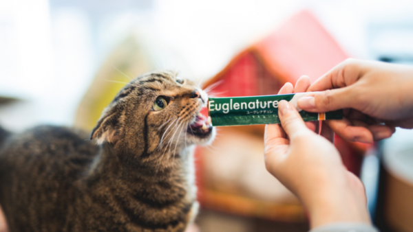 国産ユーグレナを贅沢配合　無添加で美味しい猫のおやつ　1月5日(水)ECショップ公開