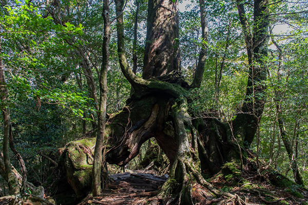 知名度1位の世界遺産は「屋久島」！ 10%以下しか知られていない場所も？～阪急交通社が日本の世界遺産に関する知名度調査結果を公開～
