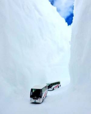 立山黒部アルペンルート、51周年目のロゴ作成！～SNS記念企画も開催～