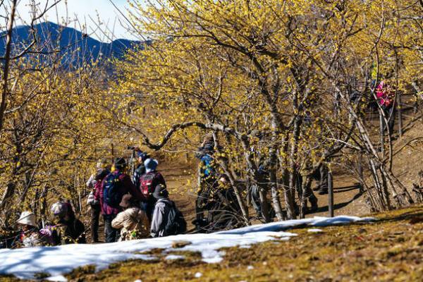 関東一のロケーション！宝登山の臘梅(ロウバイ)が開花　冬のお花見を堪能するライトアップやハイキングなどを実施