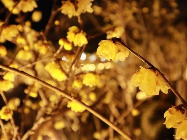 関東一のロケーション！宝登山の臘梅(ロウバイ)が開花　冬のお花見を堪能するライトアップやハイキングなどを実施