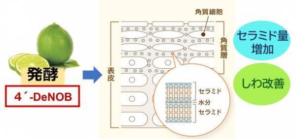 シトラス果皮発酵エキス「4'-デメチルノビレチン」が角層セラミド量を増加させ、シワを改善させることを富士産業が発見