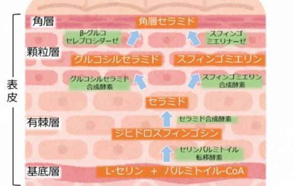 シトラス果皮発酵エキス「4'-デメチルノビレチン」が角層セラミド量を増加させ、シワを改善させることを富士産業が発見
