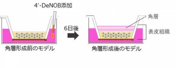 シトラス果皮発酵エキス「4'-デメチルノビレチン」が角層セラミド量を増加させ、シワを改善させることを富士産業が発見