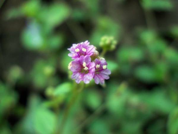 肌にうるおいを与えながらウォータープルーフメイクも落とせる「アンブリオリス ジェントル クレンジングミルク」が2022年1月14日に新発売