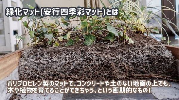 わずか10cmの基盤でも、15年で5mの樹木に成長　土のない場所でも緑化を可能にするボスケの緑化マット「安行四季彩マット」が建物の緑化に貢献