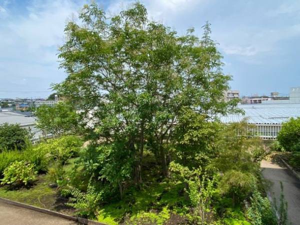 わずか10cmの基盤でも、15年で5mの樹木に成長　土のない場所でも緑化を可能にするボスケの緑化マット「安行四季彩マット」が建物の緑化に貢献