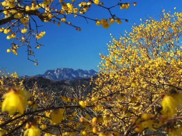 西武秩父駅から専用バスの乗り継ぎ旅　甘くて大きい秩父のいちご狩りツアーを2月11日より開催～半日ツアーで参加しやすく、ツアー解散後は長瀞散策を楽しもう～
