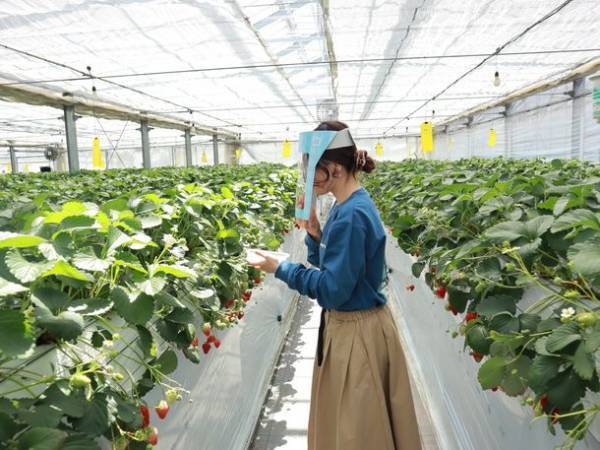 西武秩父駅から専用バスの乗り継ぎ旅　甘くて大きい秩父のいちご狩りツアーを2月11日より開催～半日ツアーで参加しやすく、ツアー解散後は長瀞散策を楽しもう～