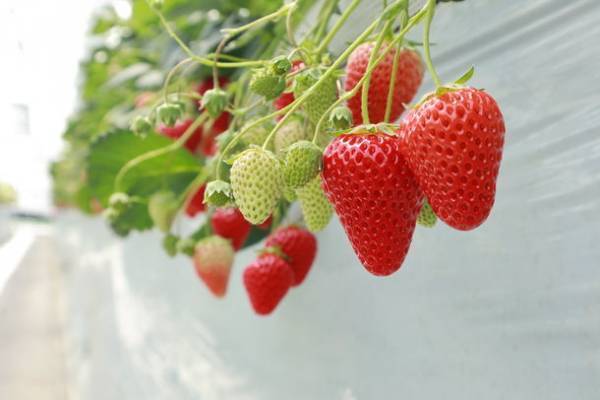 西武秩父駅から専用バスの乗り継ぎ旅　甘くて大きい秩父のいちご狩りツアーを2月11日より開催～半日ツアーで参加しやすく、ツアー解散後は長瀞散策を楽しもう～