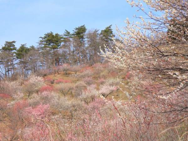 西武秩父駅から専用バスの乗り継ぎ旅　甘くて大きい秩父のいちご狩りツアーを2月11日より開催～半日ツアーで参加しやすく、ツアー解散後は長瀞散策を楽しもう～