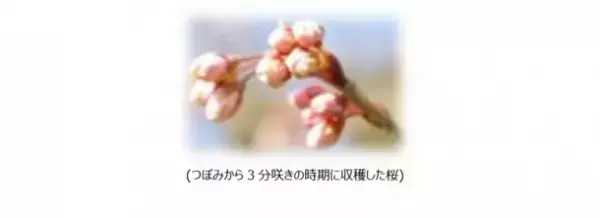 手摘みした“大島桜”の香りで一足先に春を満喫　『ソフィ(R)Kiyora』から「さくらリラックスの香り」・「さくらハピネスの香り」発売