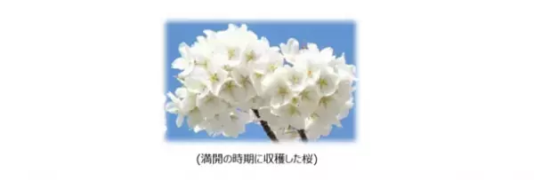手摘みした“大島桜”の香りで一足先に春を満喫　『ソフィ(R)Kiyora』から「さくらリラックスの香り」・「さくらハピネスの香り」発売