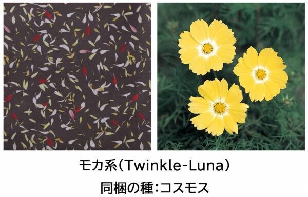 ベルメゾンフラワーアートユニット「plantica」とコラボデザインの色に合わせた花の種を一緒にお届け『リラックスプリントパンツ【plantica×BELLE MAISON】』1月26日より販売開始