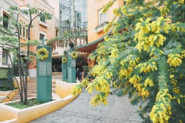 花と感謝をテーマにしたイベント『MIMOSA FESTA 2022』が板野友美さんをミューズに迎え2月11日～3月13日に拡大開催決定！