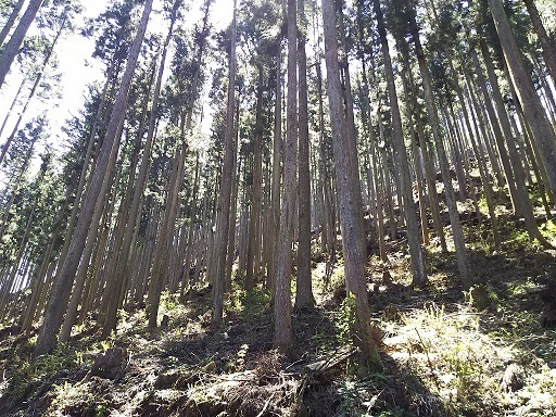 「森林を活用した脱炭素社会の実現」に向けた連携協定の締結について