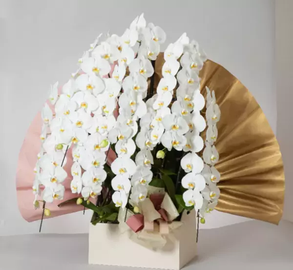 日本初・世界で一番地球にやさしい胡蝶蘭ブランド「フォアス」1/27誕生　～不燃ごみゼロ、プラスチックフリー～