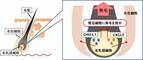富士産業、毛組織細胞への刺激により分泌される新たな育毛タンパクを発見　～新たな育毛アプローチによる脱毛症に対する効果へ期待～