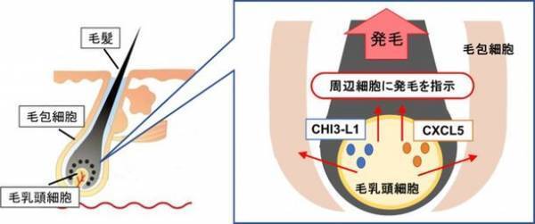 富士産業、毛組織細胞への刺激により分泌される新たな育毛タンパクを発見　～新たな育毛アプローチによる脱毛症に対する効果へ期待～