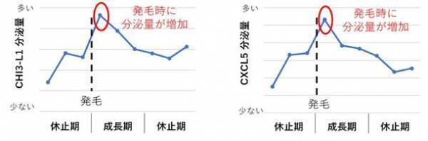 富士産業、毛組織細胞への刺激により分泌される新たな育毛タンパクを発見　～新たな育毛アプローチによる脱毛症に対する効果へ期待～