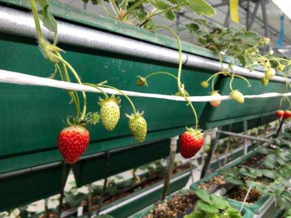 日本初※！カーボンニュートラル・オーガニック・化学農薬不使用・完全LED栽培で作られた【エコベリー】を6月から量産出荷開始