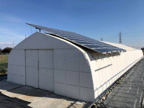 日本初※！カーボンニュートラル・オーガニック・化学農薬不使用・完全LED栽培で作られた【エコベリー】を6月から量産出荷開始