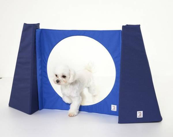 雨天やステイホーム時のおうち遊びに。愛犬のストレス解消にぴったりの室内玩具「Sippoleアジリティ」に新シリーズが登場。
