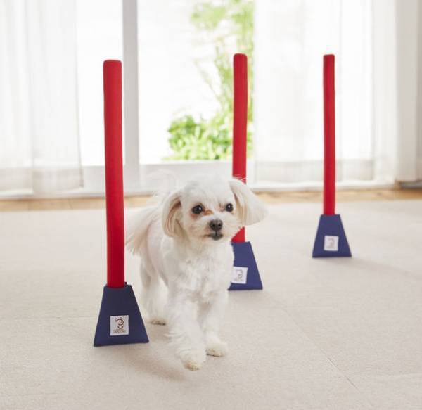 雨天やステイホーム時のおうち遊びに。愛犬のストレス解消にぴったりの室内玩具「Sippoleアジリティ」に新シリーズが登場。