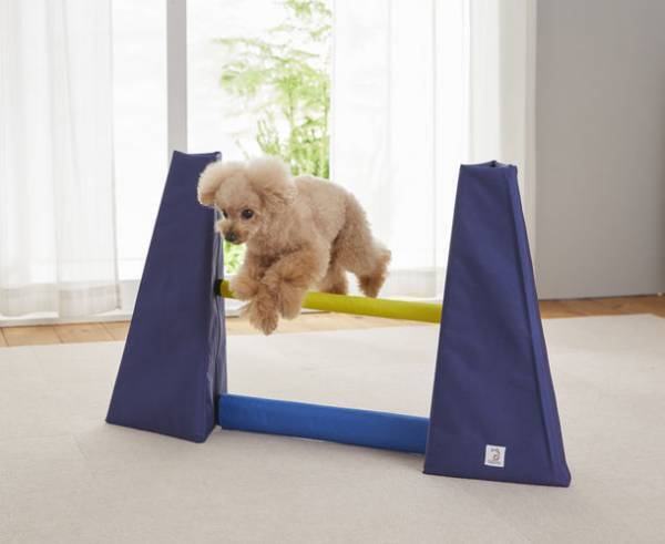 雨天やステイホーム時のおうち遊びに。愛犬のストレス解消にぴったりの室内玩具「Sippoleアジリティ」に新シリーズが登場。