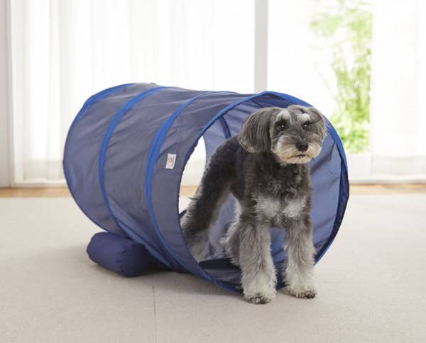 雨天やステイホーム時のおうち遊びに。愛犬のストレス解消にぴったりの室内玩具「Sippoleアジリティ」に新シリーズが登場。