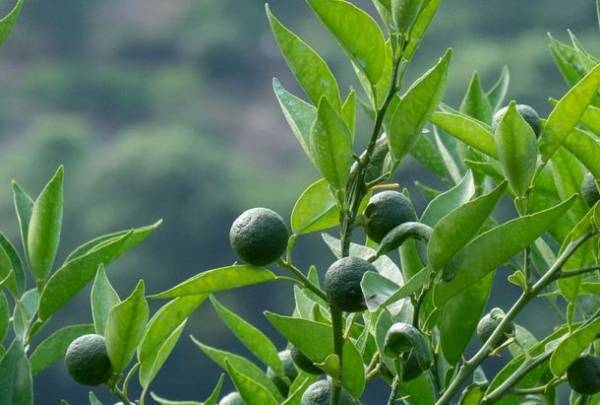 肌本来の力を引き出す、野草を生かした北麓草水のスキンケアモイストタイプを3月1日(火)にリニューアル発売