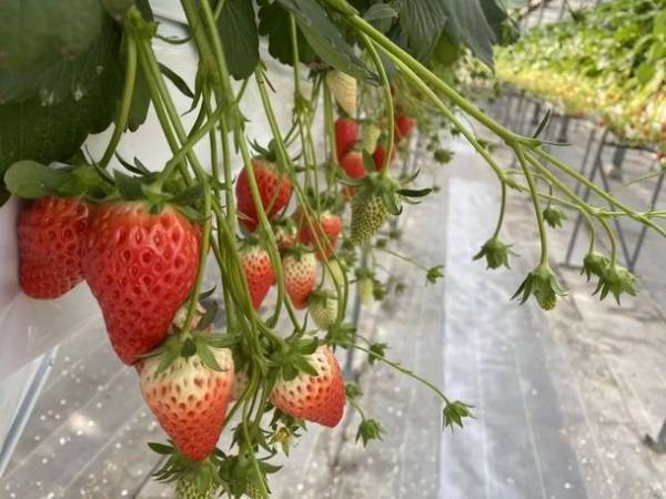 知多半島ご当地コラボ！いちご狩りで大人気「南知多いちごの里」の新いちごをたっぷりと使ったいちごのプリンが登場！チータープリンがいちご狩りに出店も！