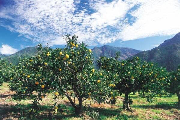 今年もじゃばらの季節が到来 和歌山県北山村が 花粉症でお困りの方1 000名を2月4日より大募集 21年に実施した 花粉症モニター では 6 以上の方が効果を実感 22年2月1日 ウーマンエキサイト 3 4