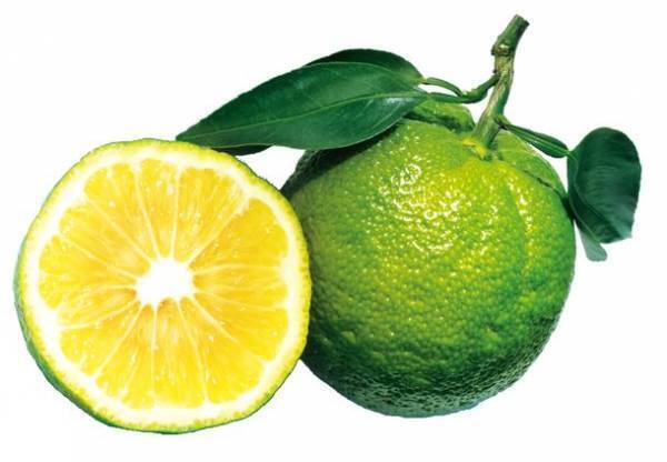 今年もじゃばらの季節が到来！和歌山県北山村が、花粉症でお困りの方1,000名を2月4日より大募集！～2021年に実施した「花粉症モニター」では、82.6％以上の方が効果を実感～