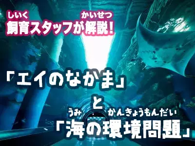第31回ダヴィンチマスターズ フィールドプログラムinマクセル アクアパーク品川『海の生きものの生態と私たちが暮らす環境について考えよう』