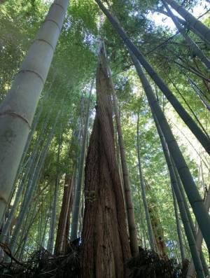 不動産特定共同事業法に基づいたクラウドファンディング　“千葉市　竹林のある日本家屋・山林　再活用ファンド”の募集開始