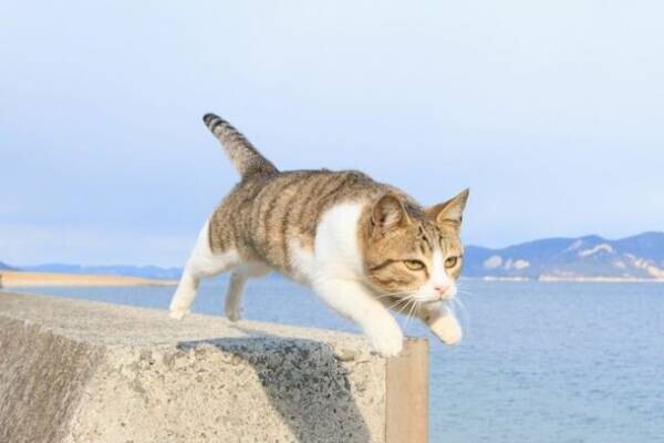 テレビ、SNSでも話題！　猫がジャンプする瞬間をとらえた『飛び猫』の写真が大集合！展覧会「五十嵐健太　飛び猫写真展」開催