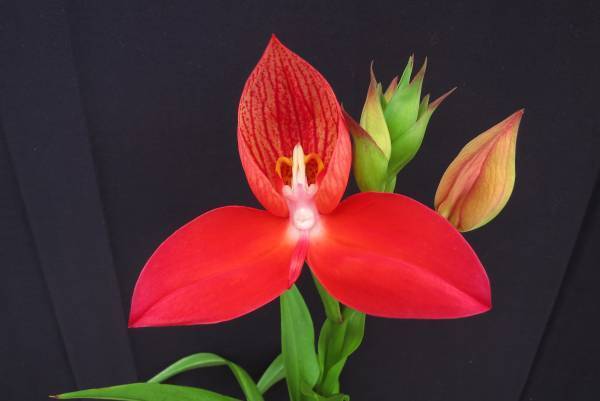 満開の蘭が会場を埋め尽くす国内最大級の“蘭の祭典”で心躍るお花見を「世界らん展2022‐花と緑の祭典‐」