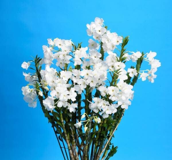 満開の蘭が会場を埋め尽くす国内最大級の“蘭の祭典”で心躍るお花見を「世界らん展2022‐花と緑の祭典‐」