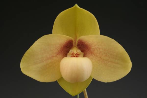 満開の蘭が会場を埋め尽くす国内最大級の“蘭の祭典”で心躍るお花見を「世界らん展2022‐花と緑の祭典‐」