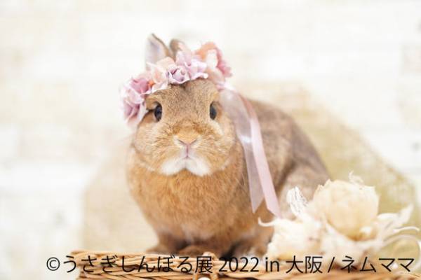 1年ぶり大阪！3月3日“うさぎの日”は限定イベントも実施　見どころ満載「うさぎしんぼる展 2022 in 大阪」2/23～開催