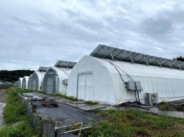 「椎茸×環境価値×廃棄課題」再生エネルギーで生産されたSDGs菌床椎茸「しいたけっ子」を“100円／袋”で販売開始