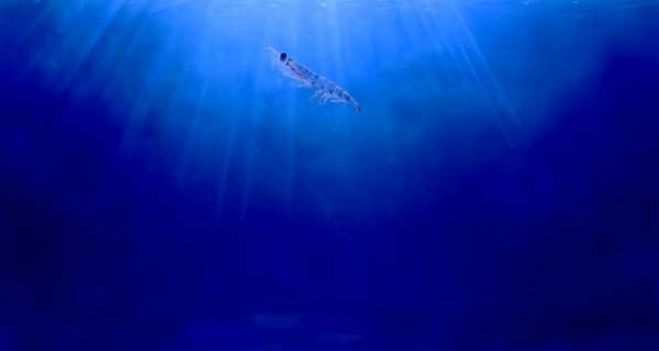 クリルオイルが主要な心血管系疾患のリスクを大幅軽減　世界最大規模の臨床試験で判明