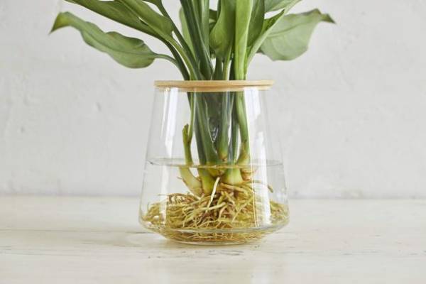 植物ブランド「WOOTANG」、コロナ禍で“癒し”を求める人が急増し『土を使わず水だけで育てる観葉植物』の売上が昨年比315％増