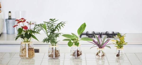 植物ブランド「WOOTANG」、コロナ禍で“癒し”を求める人が急増し『土を使わず水だけで育てる観葉植物』の売上が昨年比315％増