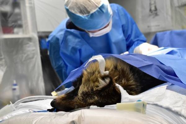 傷付いた野生動物を自然に帰すため、リハビリケージの拡充を目指しREADYFORにてクラウドファンディングを実施